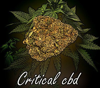 Fleur de cbd critical bio