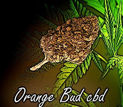 fleurs de cbd orange bud