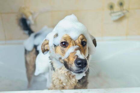 chien qui fait un shampoing au cbd