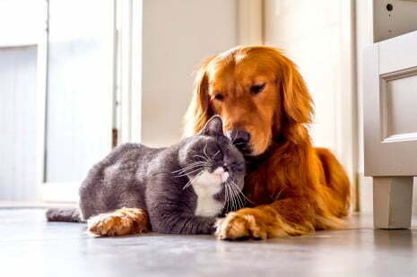 chien et chat qui se font un calin