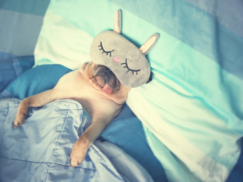 chien qui dort avec un masque de nuit