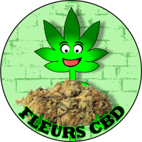 monsieur green tient une fleur cbd bio