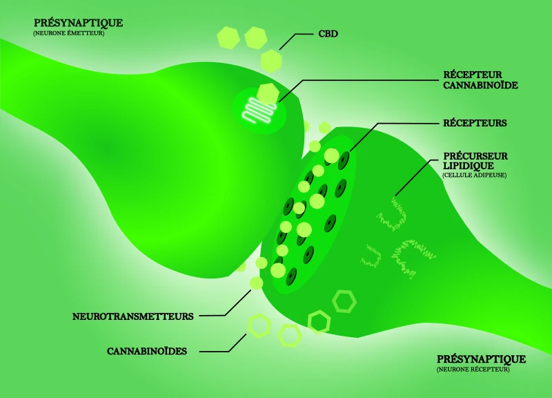 récepteur endocannabinoïde