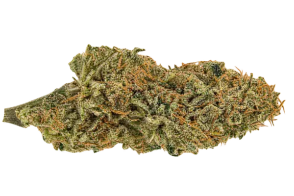 Fleur Mangolomania CBD Bio Indoor – Les Plantes de Tomine