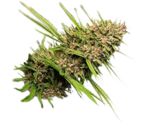 Fleur Skunk Works CBD Light Dep – Les Plantes de Tomine